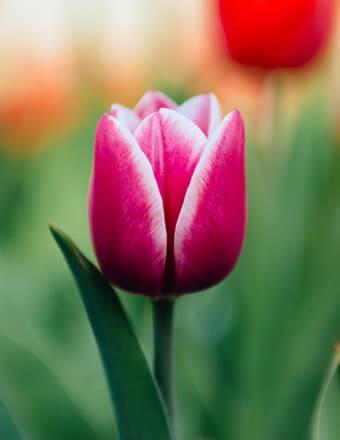 William Kuzyk Obituary