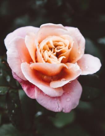 Jessie Metherell Obituary