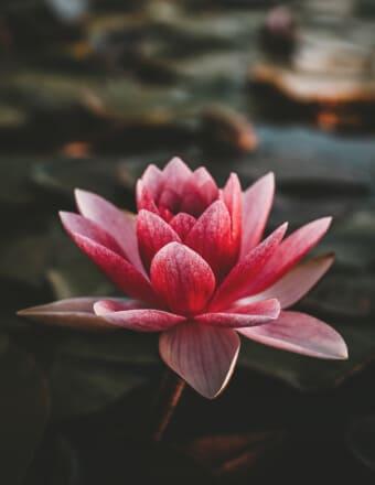 Doris Nesbitt Obituary