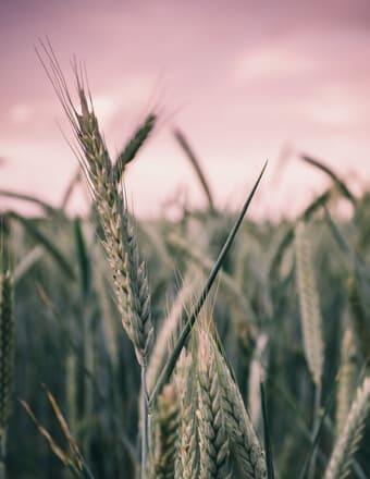 Walter Lacusta Obituary