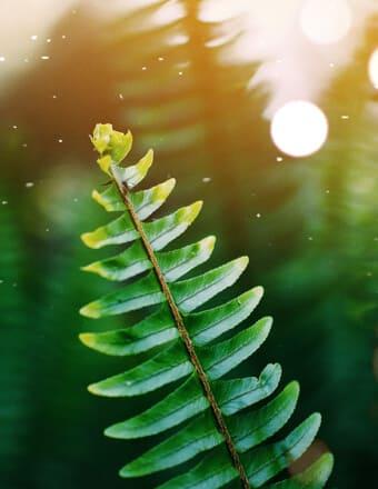 Dorothy Laidler Obituary