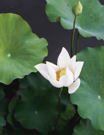 Todd Sheppard Obituary